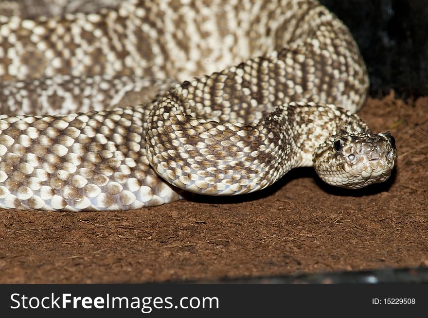 Uracoan Rattlesnake (Crotalus vegrandis) in Terrarium