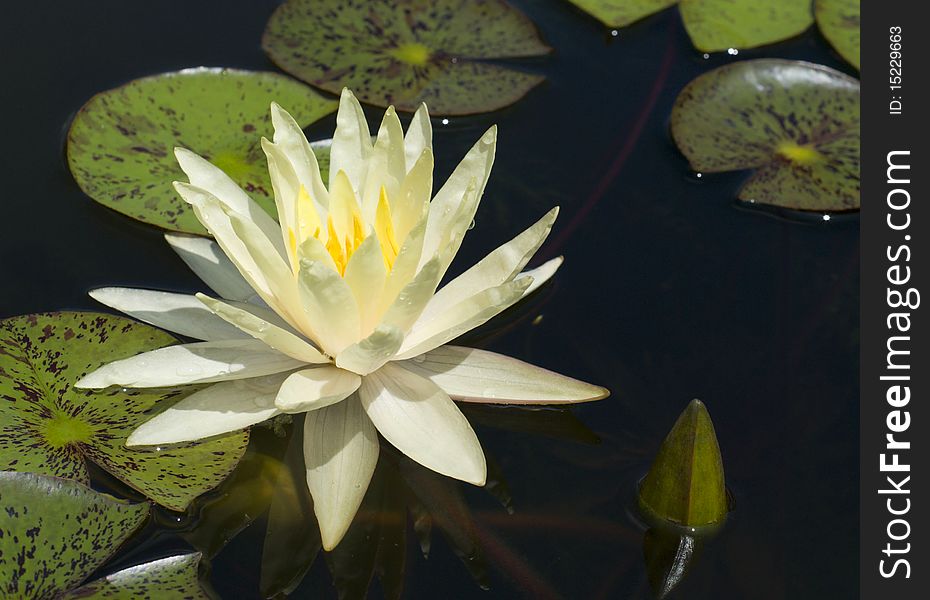 yellow water lily in a pond