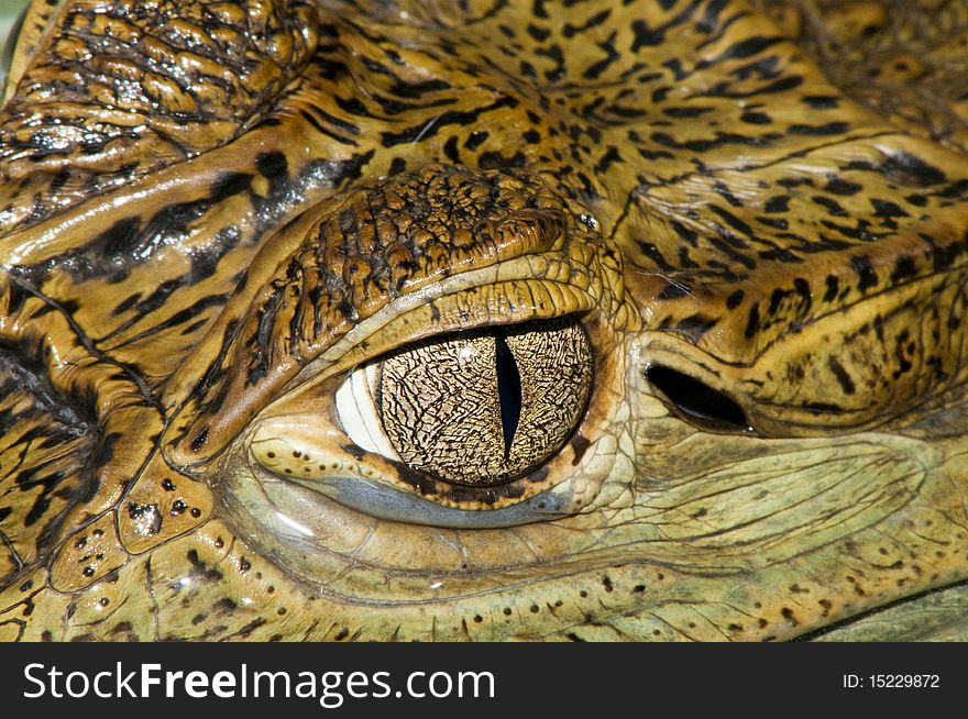 Crocodile Eye close up, detail