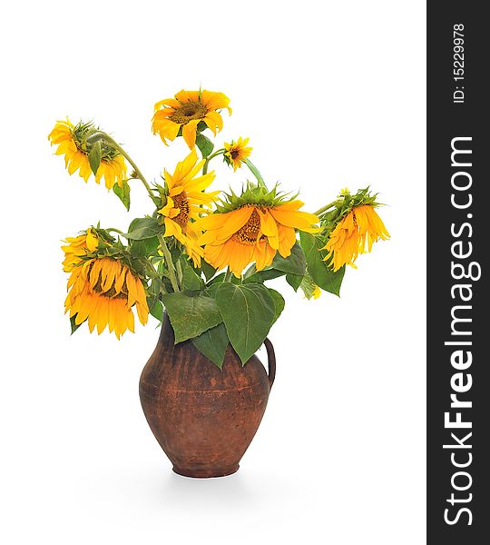 Withering sunflowers in a jug. Isolated over white background