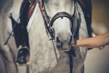 Nose Sports Gray Horse In The Bridle. Dressage Horse Royalty Free Stock Photography