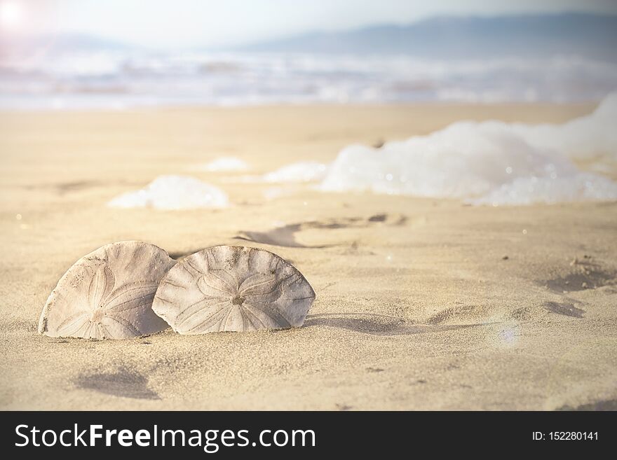 Two seashells lie on the sand close up.