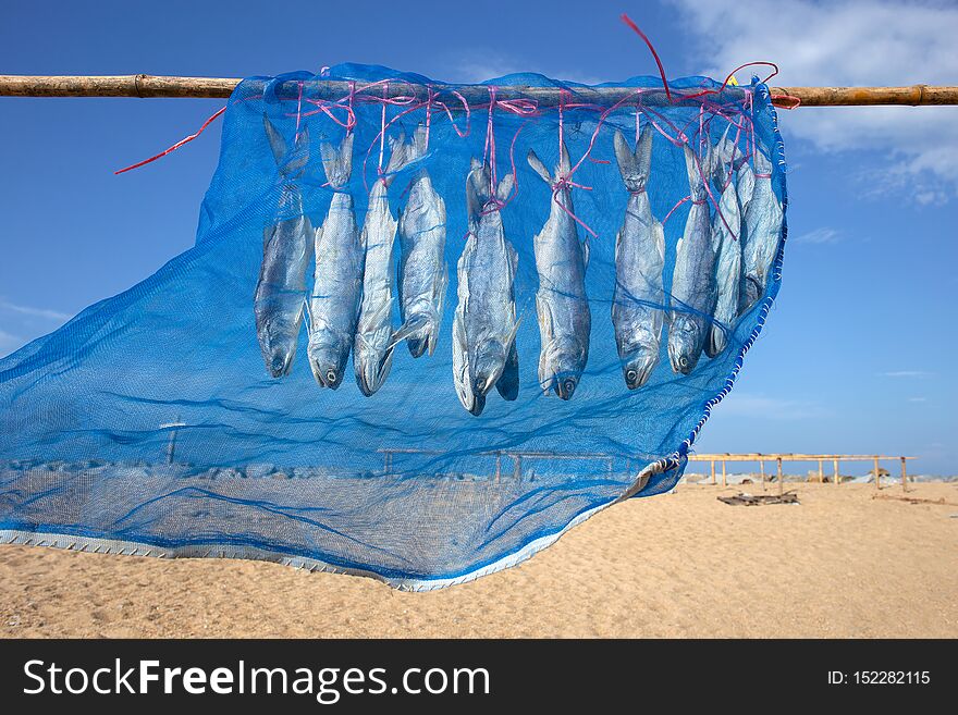 Fourfinger threadfin dried fish, Thailand