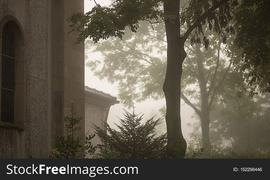 another foggy morning. showing a part of the St. Meinolphus church and some trees. another foggy morning. showing a part of the St. Meinolphus church and some trees.