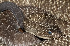 Uracoan Rattlesnake Royalty Free Stock Images