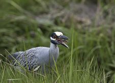 Yellow-crowned Night-heron Royalty Free Stock Photos Yellow-crowned Night-heron Royalty Free Stock Photos