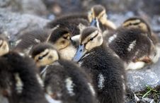 Baby Mallard Ducks Stock Photos