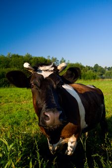 Cow At Pasture Stock Image Cow At Pasture Stock Image