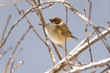 Sparrow Royalty Free Stock Photos