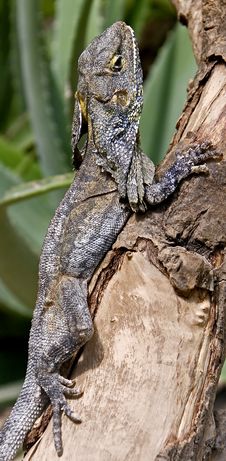 Frill-necked Lizard 6 Royalty Free Stock Photos Frill-necked Lizard 6 Royalty Free Stock Photos