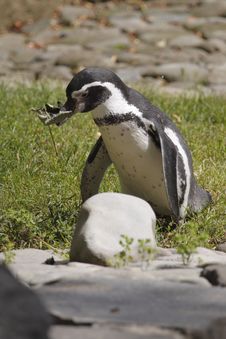 Humboldt Penguin Stock Photo Humboldt Penguin Stock Photo