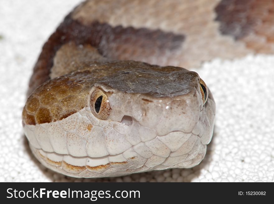 Moccasin Copperhead (Agkistrodon contortrix) portrait