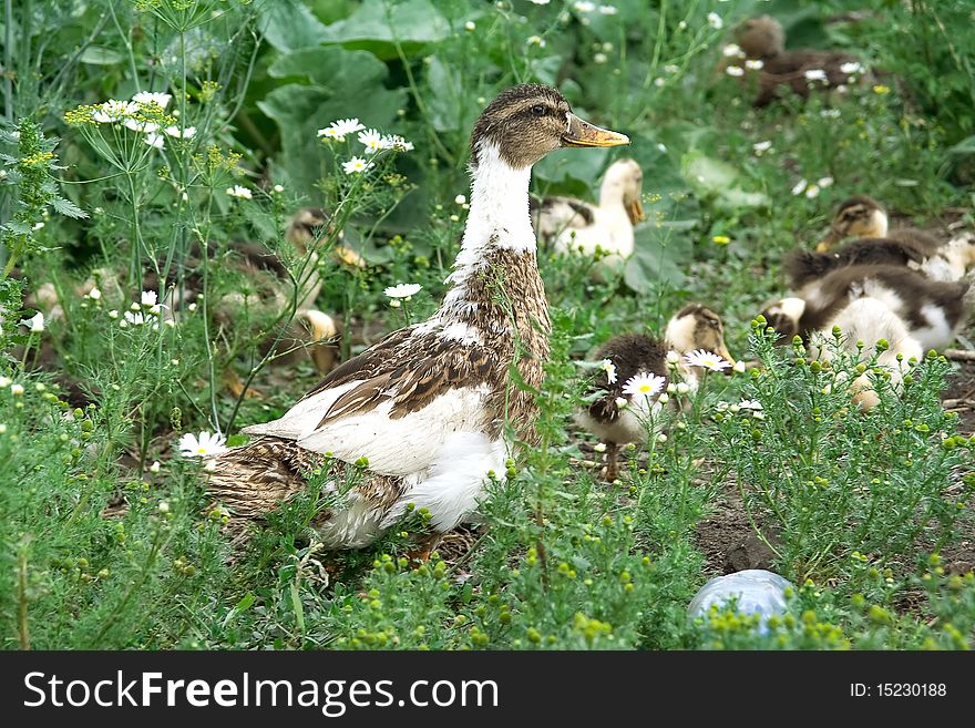 Stock Photo: Duck and Ducklings