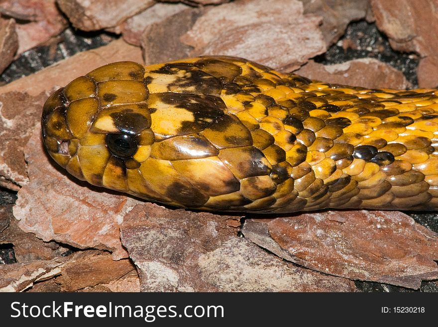 Cape Cobra (Naja nivea) portrait