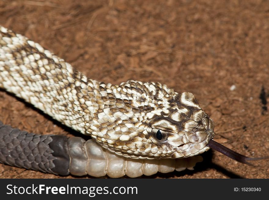 Uracoan Rattlesnake (Crotalus vegrandis), head and tail