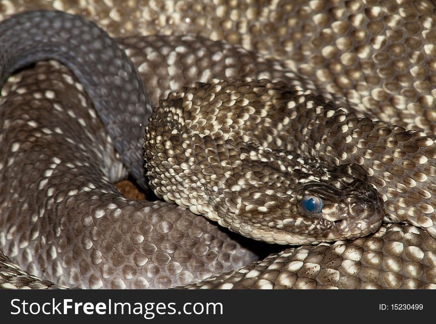 Uracoan Rattlesnake (Crotalus vegrandis) in terrarium