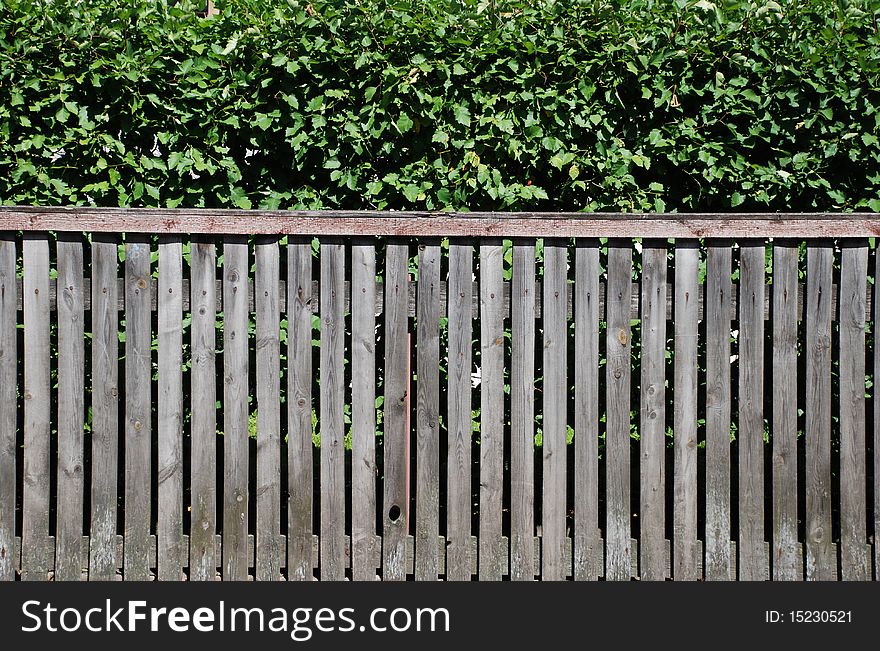 Green hedge and grey fence for background. Green hedge and grey fence for background