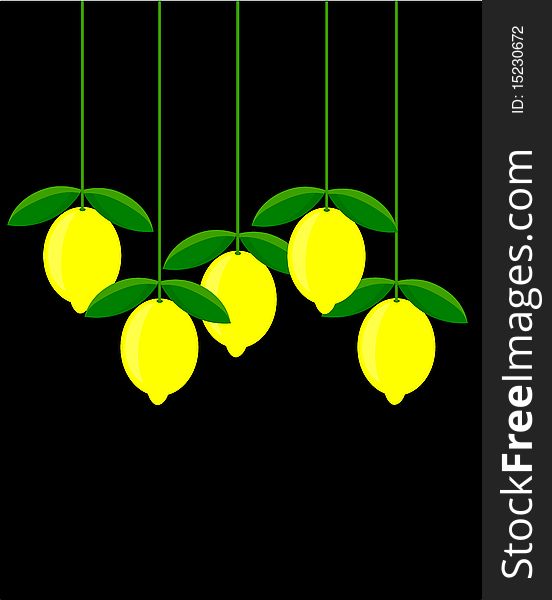 Lemons in group hanging over black background. Lemons in group hanging over black background