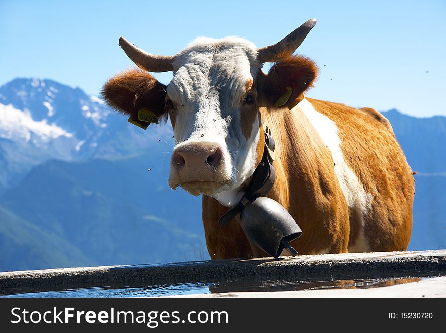 Bell cow trough in the mountains. Bell cow trough in the mountains