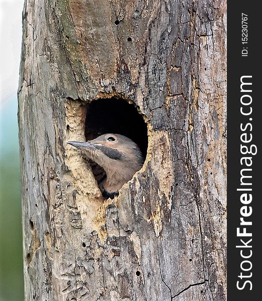 Northern Flicker nestling looking out from nest