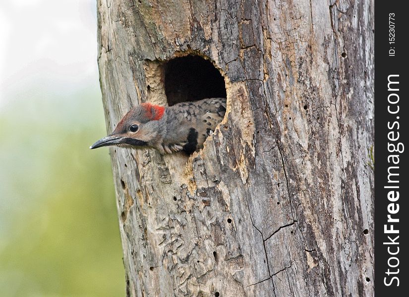 Northern Flicker nestling looking out to new world