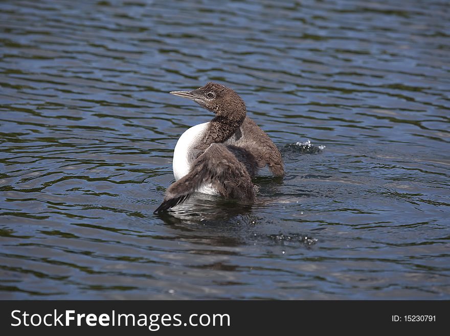 Common Loon chick coming up out of the water. Common Loon chick coming up out of the water