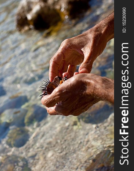 A freshly caught sea urchin