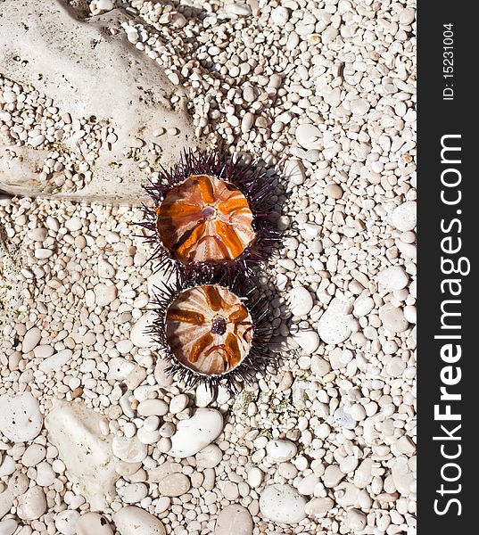 A freshly caught sea urchin