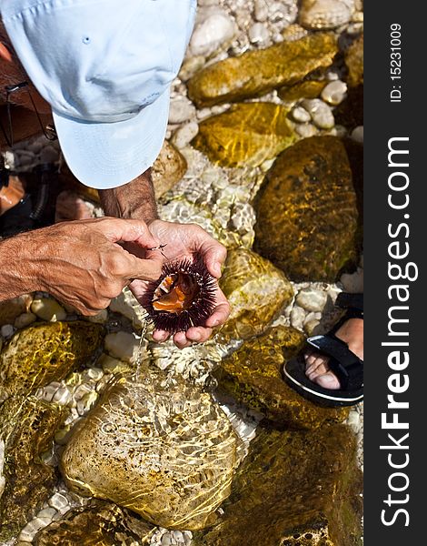 A freshly caught sea urchin