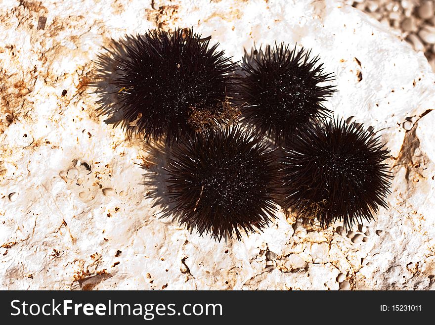 A lot of freshly caught sea urchins