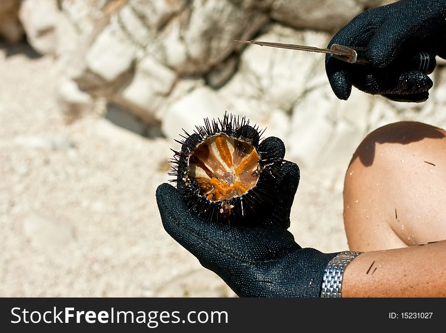 A freshly caught sea urchin