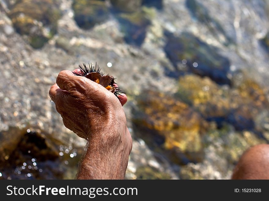 A freshly caught sea urchin