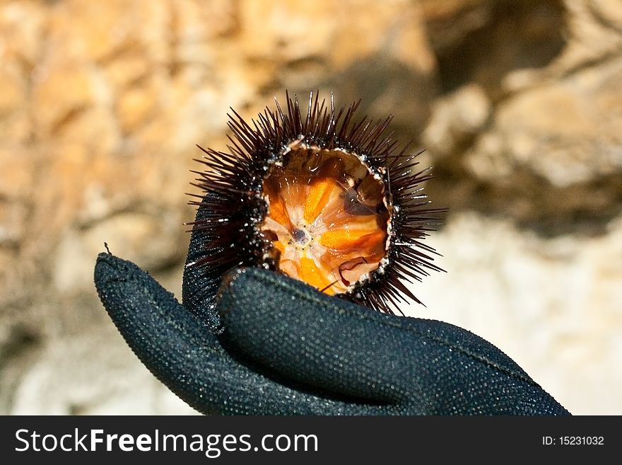 A freshly caught sea urchin