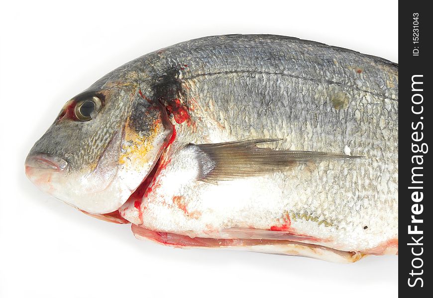 Fresh fish isolated on a white background(gilthead isolated on a white background)