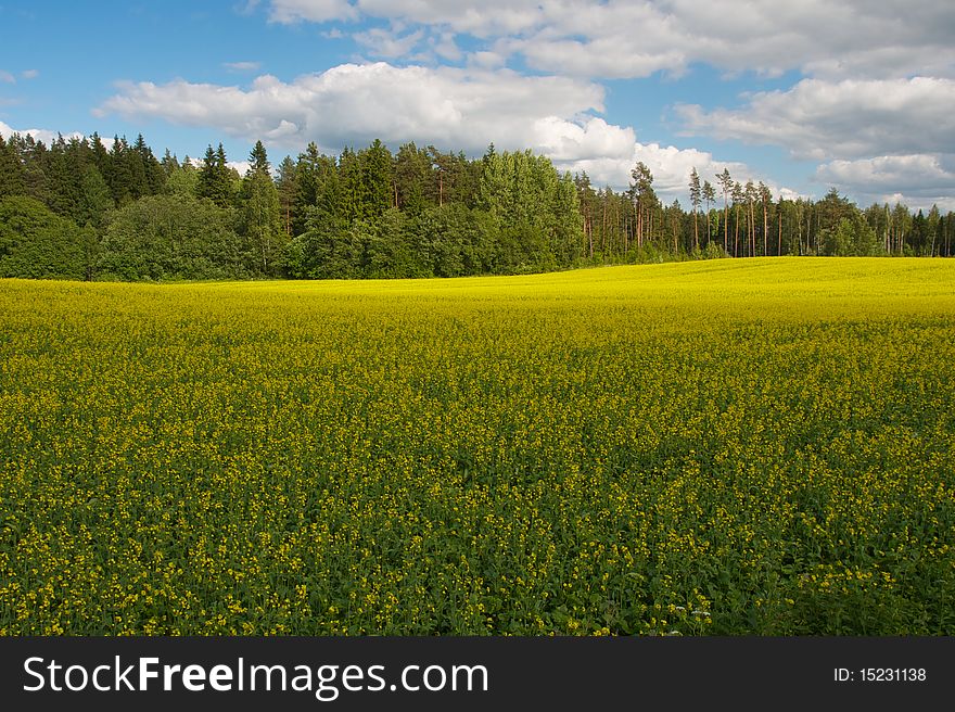 Yellow field in front of trees and cloudy sky. Yellow field in front of trees and cloudy sky