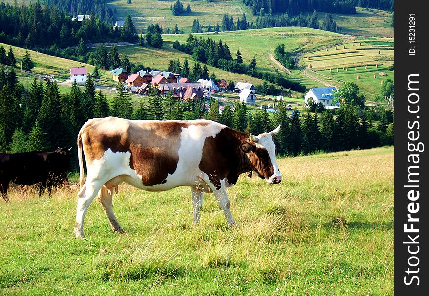 Cows grazing on a green pasture in rural Carpathians, Ukraine