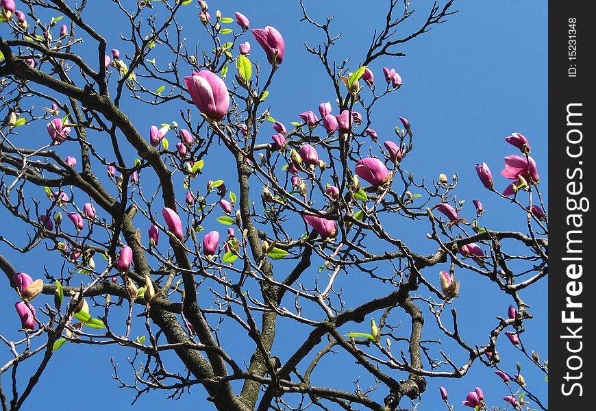 Pink Magnolia Tree Blossoming against blue sky