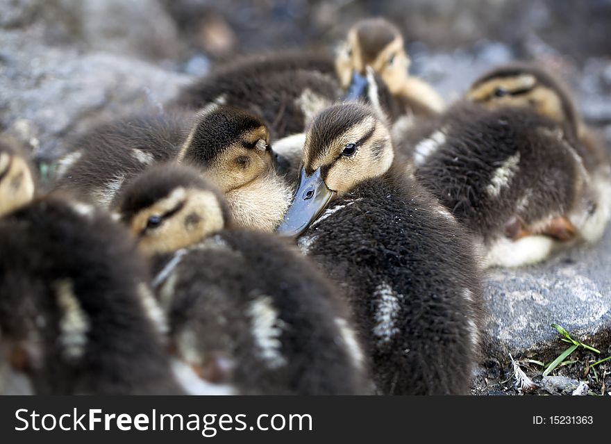 Baby Mallard ducks huddled on rocks in Central Park