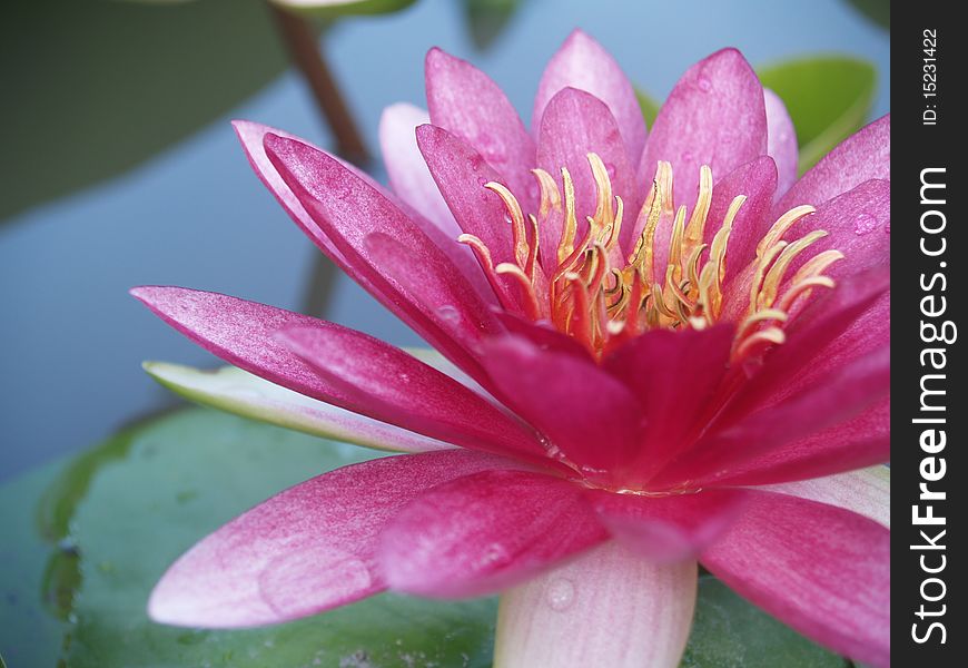 Pink lotus in pond yellow pollen green leap