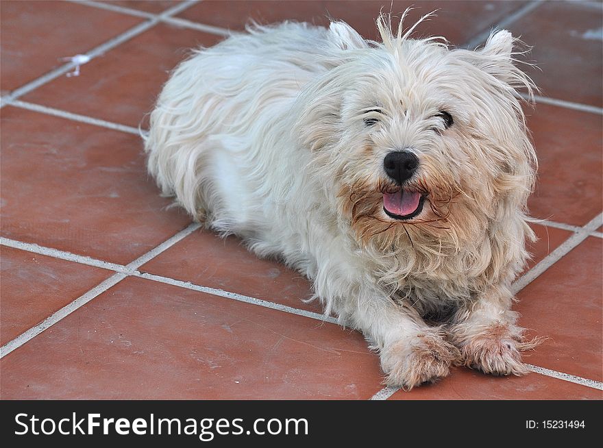 A cute dog is seating down in a patio, enjoying summer. Beautiful portrait to promote petting. A cute dog is seating down in a patio, enjoying summer. Beautiful portrait to promote petting.