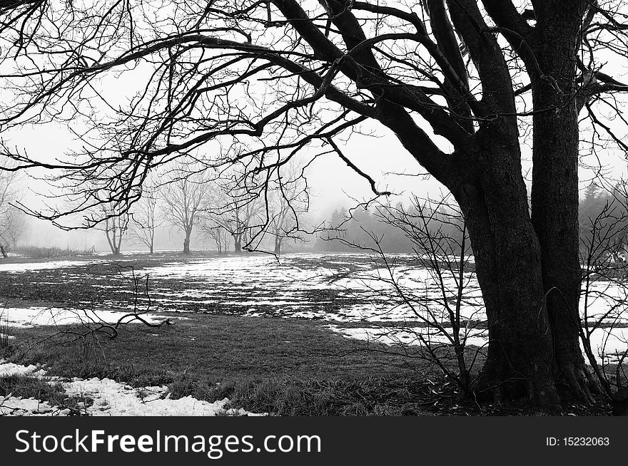 A lonely tree overlooks a farmers field as spring approaches.