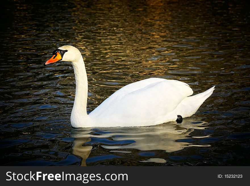 A regal looking swan lazily swims across the pond. A regal looking swan lazily swims across the pond.