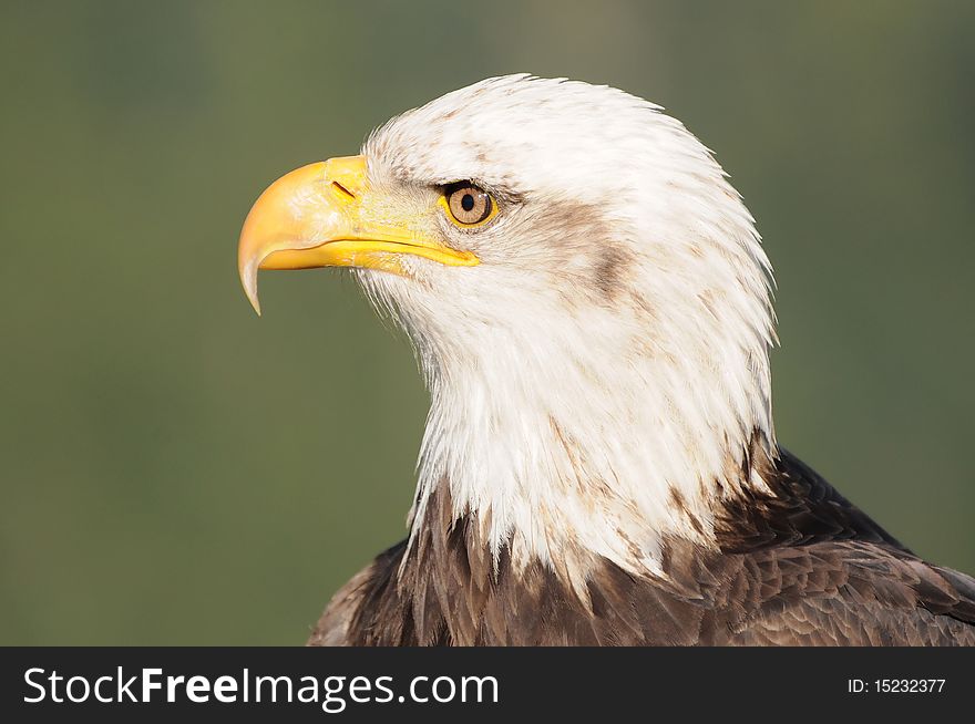 Bald eagle perching and looking at its surroundings with razor-sharp eyes. Bald eagle perching and looking at its surroundings with razor-sharp eyes.