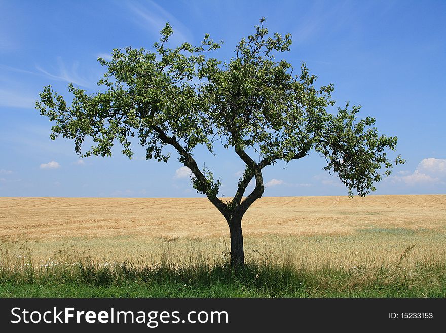 Green deciduous tree in the field. Green deciduous tree in the field