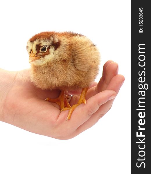 Beautiful chick is a baby palm. Beautiful chick is a baby palm