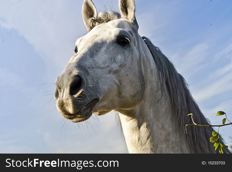 The head of white horse