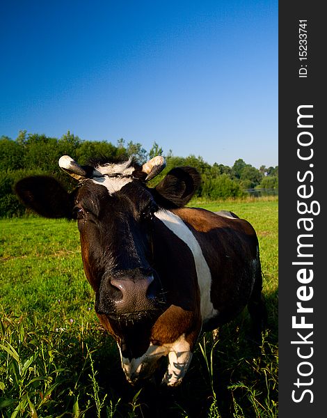Cow at green pasture, on blue sky. Cow at green pasture, on blue sky