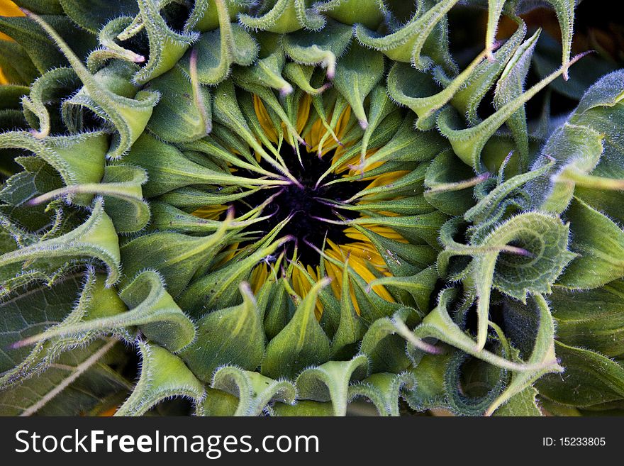 Close up of a sunflower with closed petals. Close up of a sunflower with closed petals.