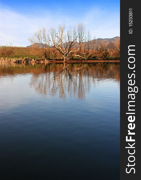 Reflection of trees, vineyards, and mountains in a calm, serene lake. Reflection of trees, vineyards, and mountains in a calm, serene lake.