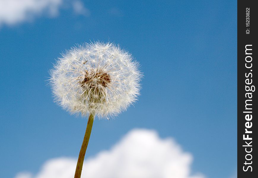 Dandelion against blue sky